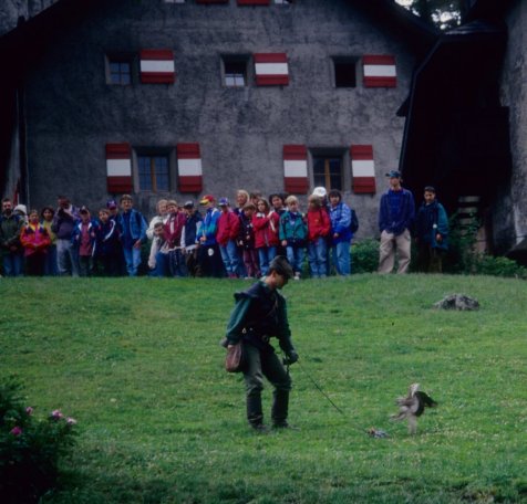 falconry demonstration