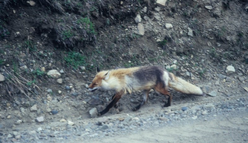 fox by the road
