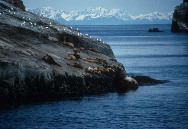 seals on a rock