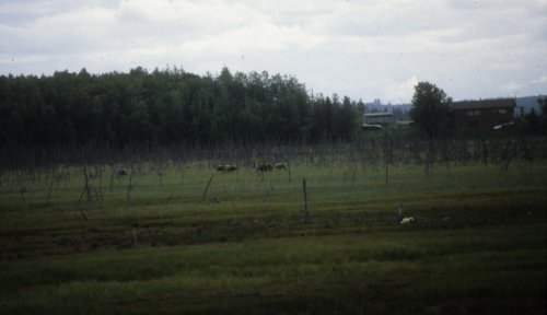 fields near Kenai