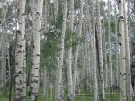Aspen grove