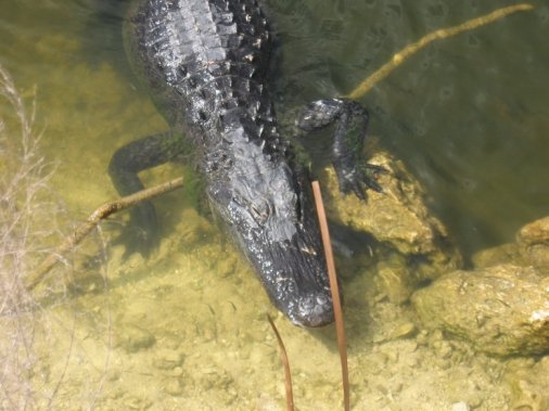 Everglades Natl. Park