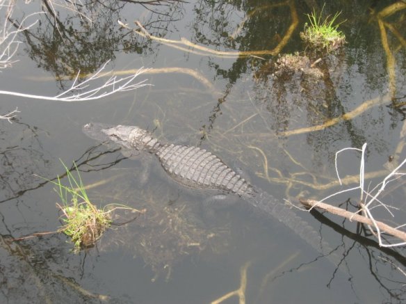 Everglades Natl. Park