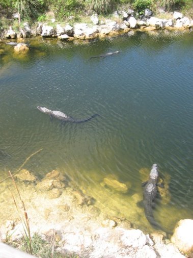 Big Cypress Preserve, FL