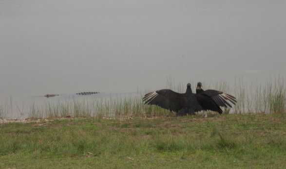 Everglades Natl. Park