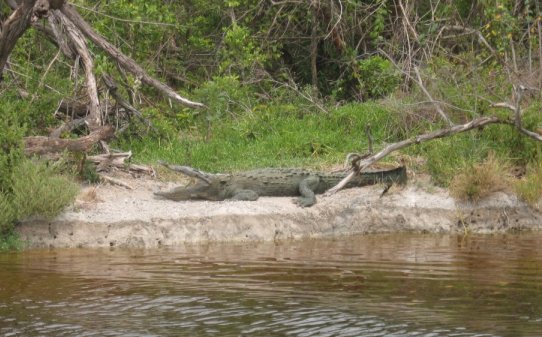 Everglades Natl. Park