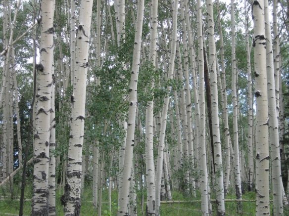 Buckles Lake Trail, CO