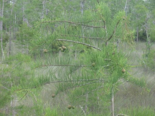 Everglades Natl. Park