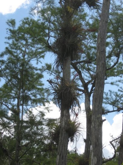 Big Cypress Preserve, FL