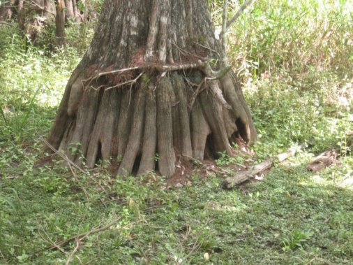 Big Cypress Preserve, FL