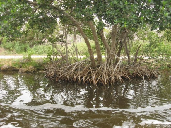 Everglades Natl. Park