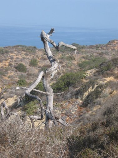 Torrey Pines, CA