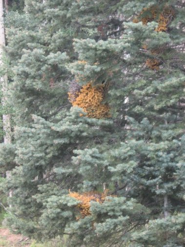 Buckles Lake Trail, CO