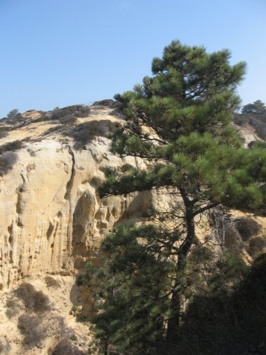 Torrey Pines, CA