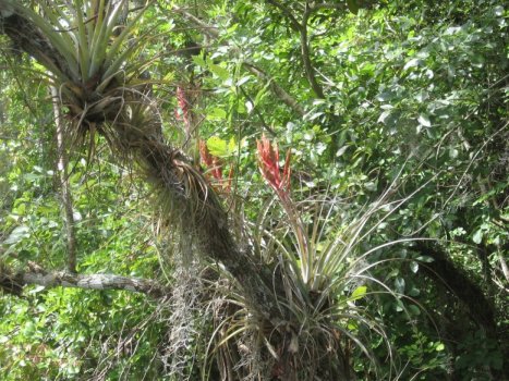 Everglades Natl. Park