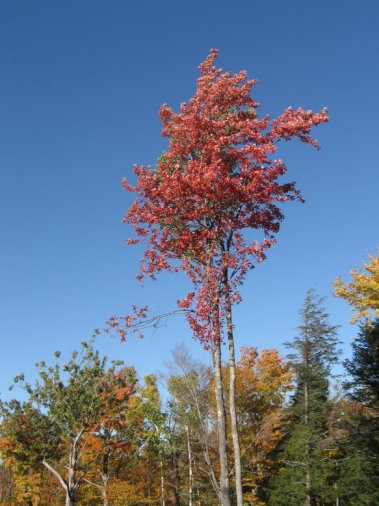 New Hampshire