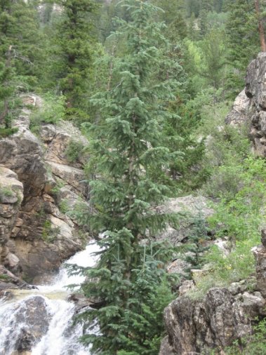 near Angel of Shavano Campground, CO