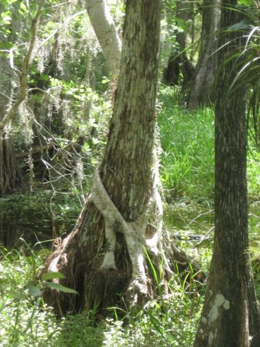 Big Cypress Preserve, FL