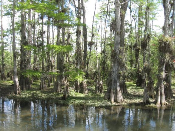 Big Cypress Preserve, FL