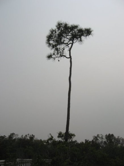 Everglades Natl. Park