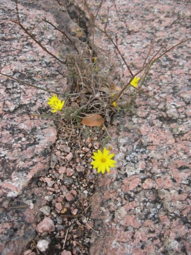 Enchanted Rock