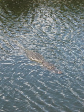 Big Cypress Preserve, FL