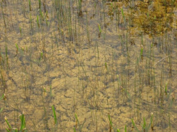 Everglades Natl. Park