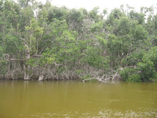 Everglades Natl. Park