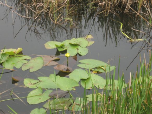 Everglades Natl. Park