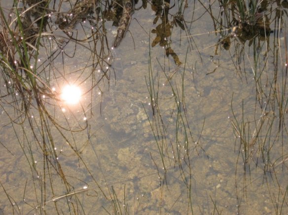 Everglades Natl. Park