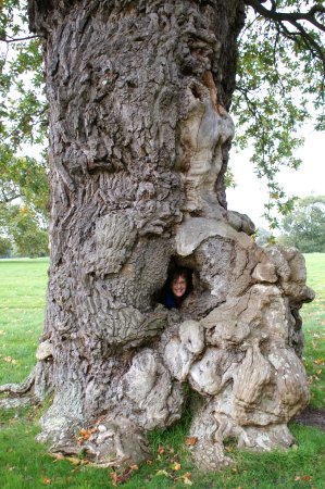 Joan in tree on grounds