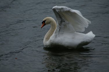 swan in castle pond