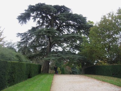 tree on castle grounds