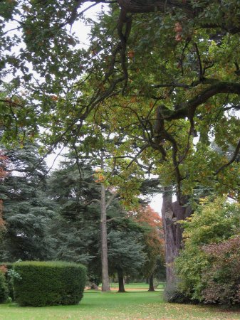 trees on castle grounds