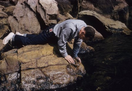 Billy looks at seaweed