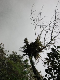 Plant in silhouette