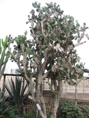 Tree at Pucllana