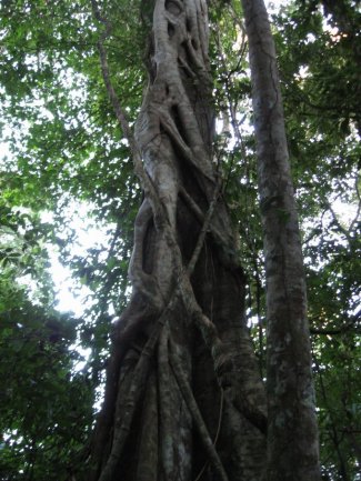 Ficus tree and strangler vine