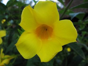 Yellow Flower extra closeup