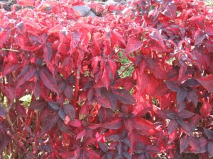 Red leaf shrubs