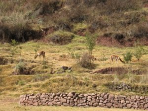 Vicunas on the hillside