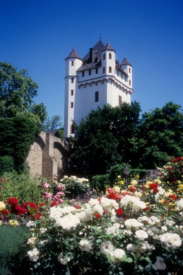 Eltville roses