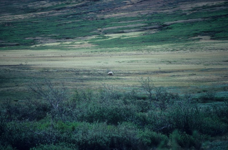 bea in the distance