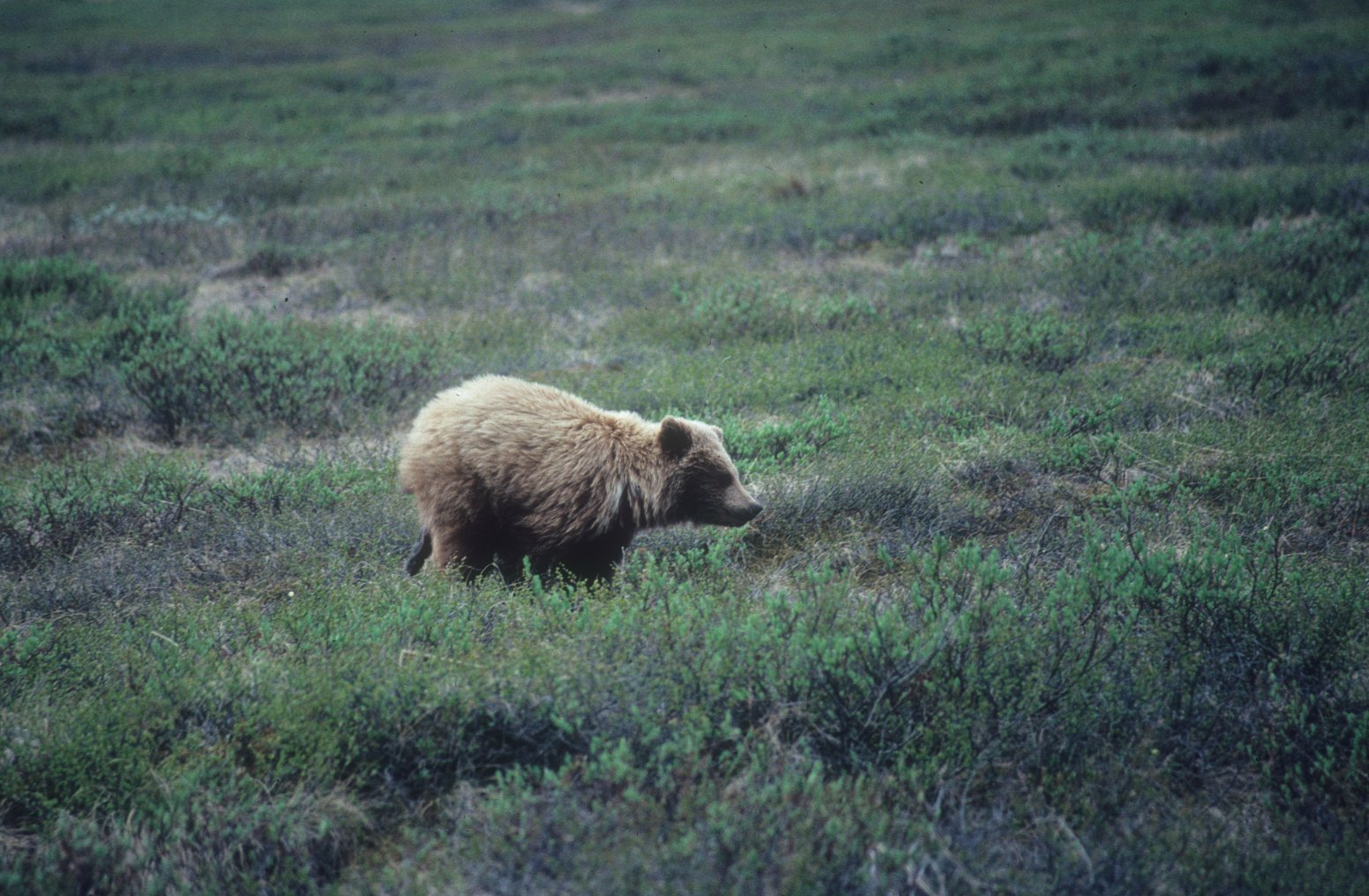 wild bear relieving himself