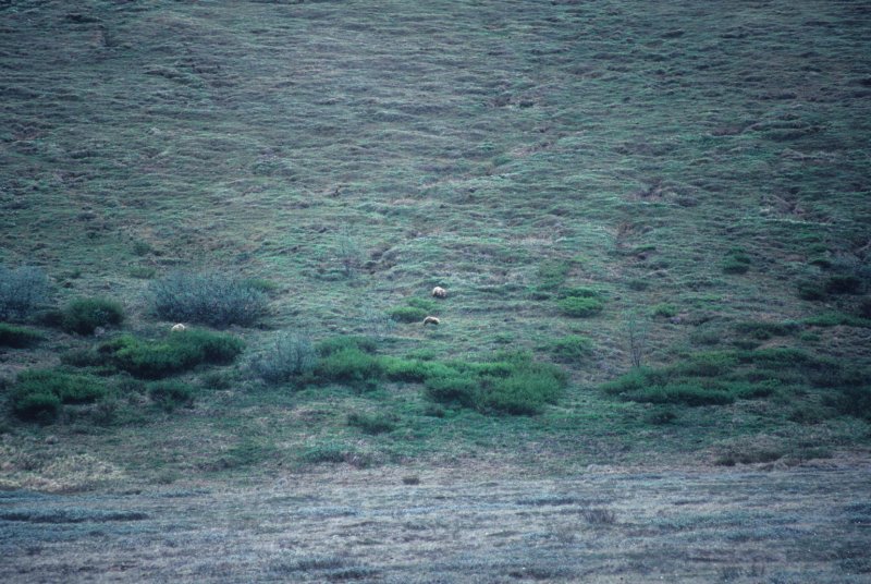 bears in the distance