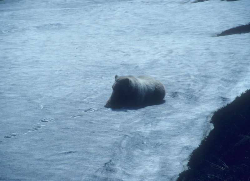 bear on the snow