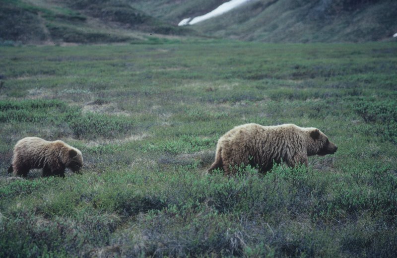 mother & cub