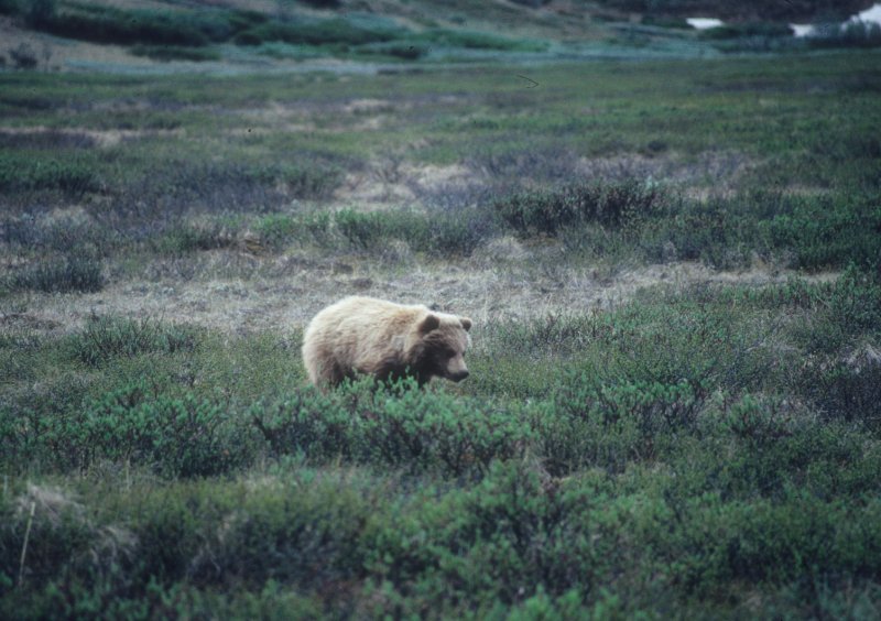 bear cub