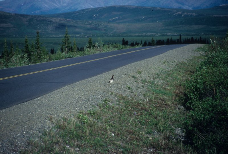 ptarmigan on the roadside