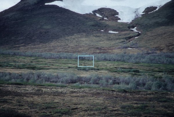 caribou in the distance